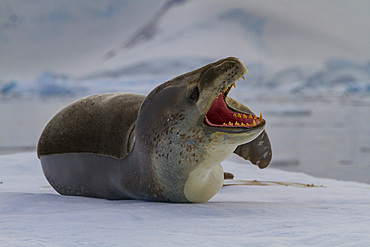 Adult male leopard seal (Hydrurga leptonyx) hauled out on ice in the Gullet near the Antarctic Peninsula, Antarctica, Polar Regions