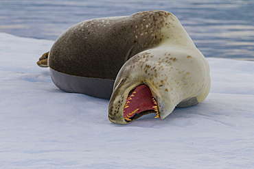 Adult male leopard seal (Hydrurga leptonyx) hauled out on ice in the Gullet near the Antarctic Peninsula.