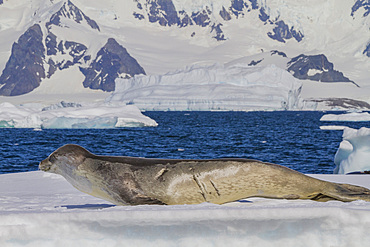 Crabeater seal (Lobodon carcinophaga) hauled out on ice floe in the Lemaire Channel near the Antarctic Peninsula.