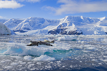 Crabeater seals (Lobodon carcinophaga) hauled out on ice floe in Neko Harbor near the Antarctic Peninsula.