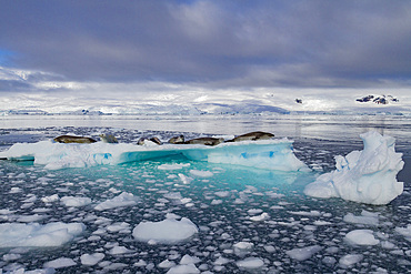 Crabeater seals (Lobodon carcinophaga) hauled out on ice floe in Neko Harbor near the Antarctic Peninsula.