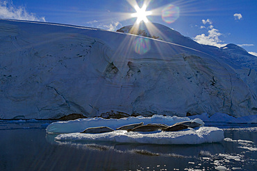 Crabeater seals (Lobodon carcinophaga) hauled out on ice floe in Neko Harbor near the Antarctic Peninsula.