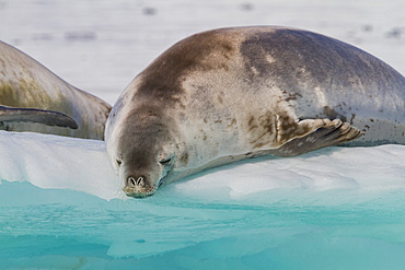 Crabeater seals (Lobodon carcinophaga) hauled out on ice floe in Neko Harbor near the Antarctic Peninsula, Antarctica, Polar Regions