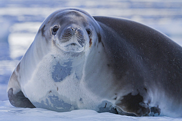 Crabeater seal (Lobodon carcinophaga) hauled out on ice floe in Neko Harbor near the Antarctic Peninsula.