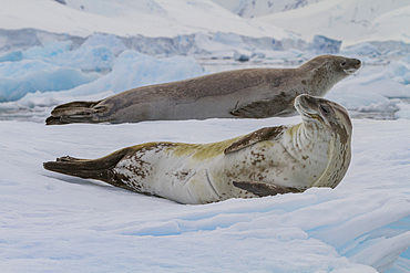 Crabeater seals (Lobodon carcinophaga) hauled out on ice floe near the Antarctic Peninsula.