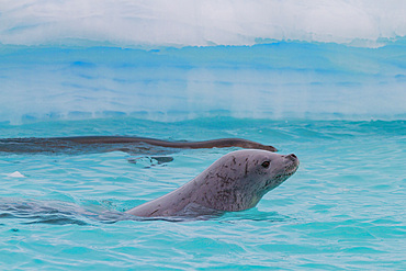 Crabeater seal (Lobodon carcinophaga) swimming near iceberg at Booth Island near the Antarctic Peninsula, Antarctica, Polar Regions