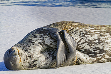 Adult Weddell seal (Leptonychotes weddellii) hauled out on ice near the Antarctic Peninsula, Southern Ocean.