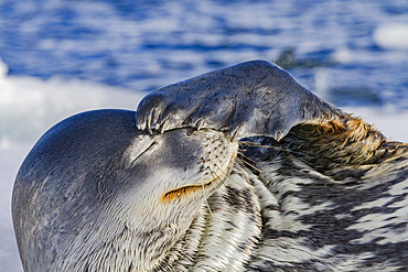 Adult Weddell seal (Leptonychotes weddellii) hauled out on ice near the Antarctic Peninsula, Southern Ocean.