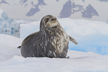 Adult Weddell seal (Leptonychotes weddellii) hauled out on ice near the Antarctic Peninsula, Southern Ocean, Polar Regions