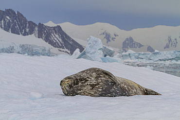 Adult Weddell seal (Leptonychotes weddellii) hauled out on ice near the Antarctic Peninsula, Southern Ocean.