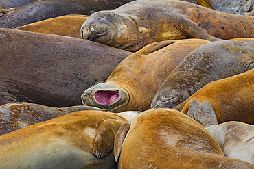 Southern elephant seals (Mirounga leonina) hauled out and molting on Hannah Point, Livingston Island, Antarctica.