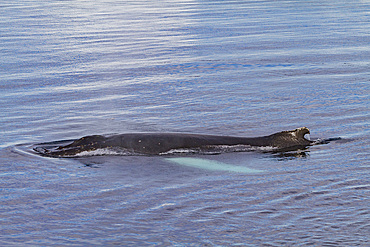 Humpback whale (Megaptera novaeangliae) surfacing in the Weddell Sea near the Antarctic Peninsula, Antarctica.