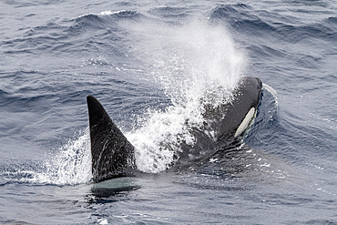 An adult bull among a pod of about 20 killer whales (Orcinus orca) in Antarctic Sound near the Antarctic Peninsula.