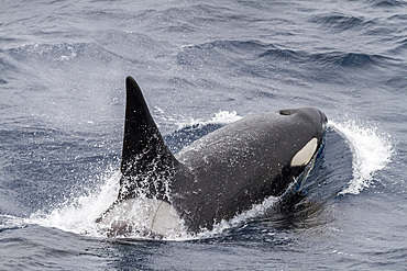 An adult bull among a pod of about 20 killer whales (Orcinus orca) in Antarctic Sound near the Antarctic Peninsula.