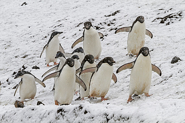 Adélie penguin (Pygoscelis adeliae) breeding colony at Brown Bluff on the eastern side of the Antarctic Peninsula, Antarctica.