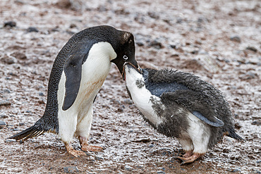 Adélie penguin (Pygoscelis adeliae) adult feeding chick at breeding colony at Brown Bluff, Antarctica.