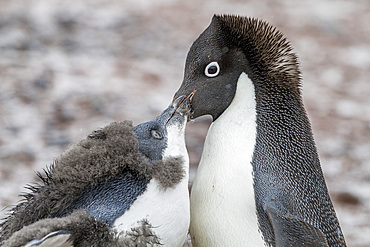 Adélie penguin (Pygoscelis adeliae) adult feeding chick at breeding colony at Brown Bluff, Antarctica.