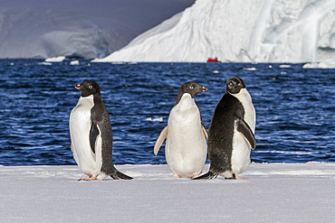 Adélie penguins (Pygoscelis adeliae) hauled out onto the ice near Adelaide Island, Antarctica.