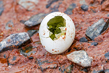 Adelie penguin (Pygoscelis adeliae) hatched egg at Petermann Island, Antarctica, Polar Regions