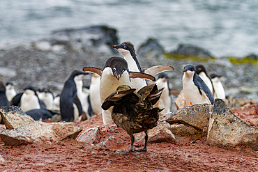 Adélie penguin (Pygoscelis adeliae) adult defending chick against a skua on Torgersen Island, Antarctica.