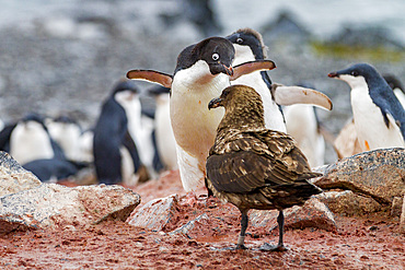 Adelie penguin (Pygoscelis adeliae) adult defending chick against a skua on Torgersen Island, Antarctica, Polar Regions