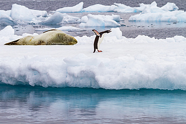 Adelie penguin (Pygoscelis adeliae) on ice floe with leopard seal at Brown Bluff, Antarctica, Polar Regions