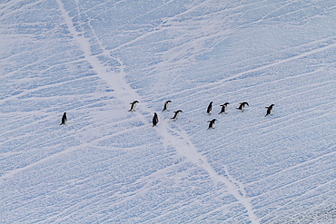 Adélie penguins (Pygoscelis adeliae) hauled out onto the ice near Adelaide Island, Antarctica.