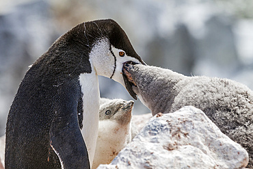 Adult chinstrap penguin (Pygoscelis antarctica) feeding chick at Baily Head on Deception Island, Antarctica, Polar Regions