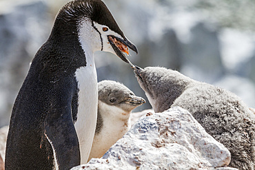 Adult chinstrap penguin (Pygoscelis antarctica) feeding chick at Baily Head on Deception Island, Antarctica, Polar Regions