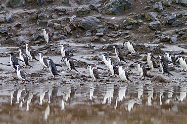 Chinstrap penguin (Pygoscelis antarctica) breeding colony at Baily Head on Deception Island, Antarctica, Southern Ocean, Polar Regions