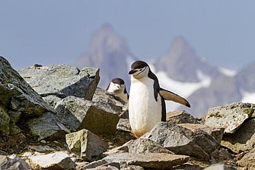 Chinstrap penguin (Pygoscelis antarctica) breeding and molting at Half Moon Island, Antarctica, Southern Ocean.