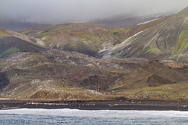 Chinstrap penguin (Pygoscelis antarctica) breeding colony at Baily Head on Deception Island, Antarctica, Southern Ocean, Polar Regions