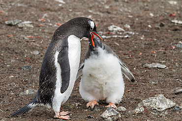 Gentoo penguin (Pygoscelis papua) adult feeding chick at Hannah Point on Livingston Island, Antarctica, Southern Ocean, Polar Regions