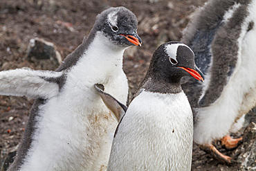 Gentoo penguin (Pygoscelis papua) chick chasing adult for food at Hannah Point on Livingston Island, Antarctica.