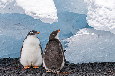 Gentoo penguin (Pygoscelis papua) chicks with ice at Brown Bluff, Antarctica, Southern Ocean, Polar Regions