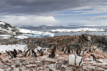 Gentoo penguin (Pygoscelis papua) breeding colony on Booth Island, Antarctica, Southern Ocean.