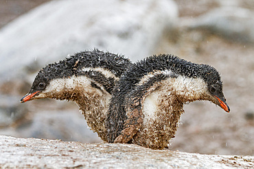 Gentoo penguin (Pygoscelis papua) chicks covered with mud and guano on Cuverville Island, Antarctica, Southern Ocean, Polar Regions