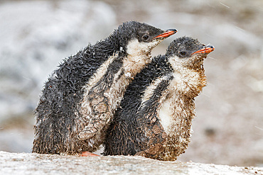 Gentoo penguin (Pygoscelis papua) chicks covered with mud and guano on Cuverville Island, Antarctica, Southern Ocean.