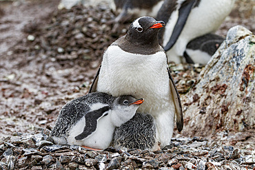 Gentoo penguin (Pygoscelis papua) adult with chicks on Cuverville Island, Antarctica, Southern Ocean.