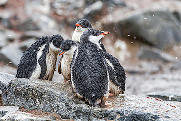 Gentoo penguin (Pygoscelis papua) chicks at Jougla Point, Wiencke Island, Antarctica, Southern Ocean.