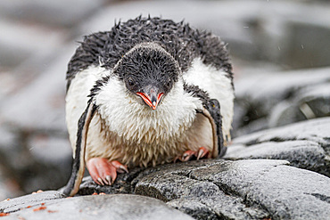 Gentoo penguin (Pygoscelis papua) chick at Jougla Point, Wiencke Island, Antarctica, Southern Ocean, Polar Regions