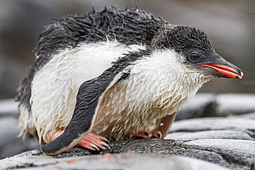 Gentoo penguin (Pygoscelis papua) chick at Jougla Point, Wiencke Island, Antarctica, Southern Ocean.