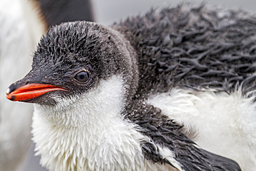 Gentoo penguin (Pygoscelis papua) chick at Jougla Point, Wiencke Island, Antarctica, Southern Ocean.