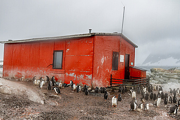 Gentoo penguin (Pygoscelis papua) breeding colony (note the refuge hut) at Petermann Island, Antarctica, Southern Ocean.