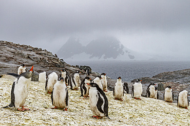 Gentoo penguin (Pygoscelis papua) breeding colony at Petermann Island, Antarctica, Southern Ocean.