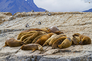 South American sea lions (Otaria flavescens) hauled out on small rocky islet just outside Ushuaia, Argentina, South America