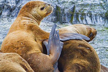 South American sea lions (Otaria flavescens) hauled out on small rocky islet just outside Ushuaia, Argentina.