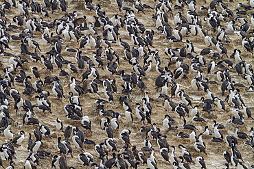 Imperial Shags (Phalacrocorax (atriceps) atriceps) at breeding colony on small islets off the city of Ushuaia, Argentina.