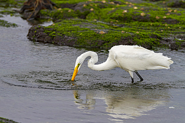 Adult great egret (Ardea alba egretta) feeding at low tide in the Galapagos Island Archipelago, UNESCO World Heritage Site, Ecuador, South America