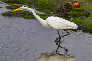 Adult great egret (Ardea alba egretta) feeding at low tide in the Galapagos Island Archipelago, Ecuador.